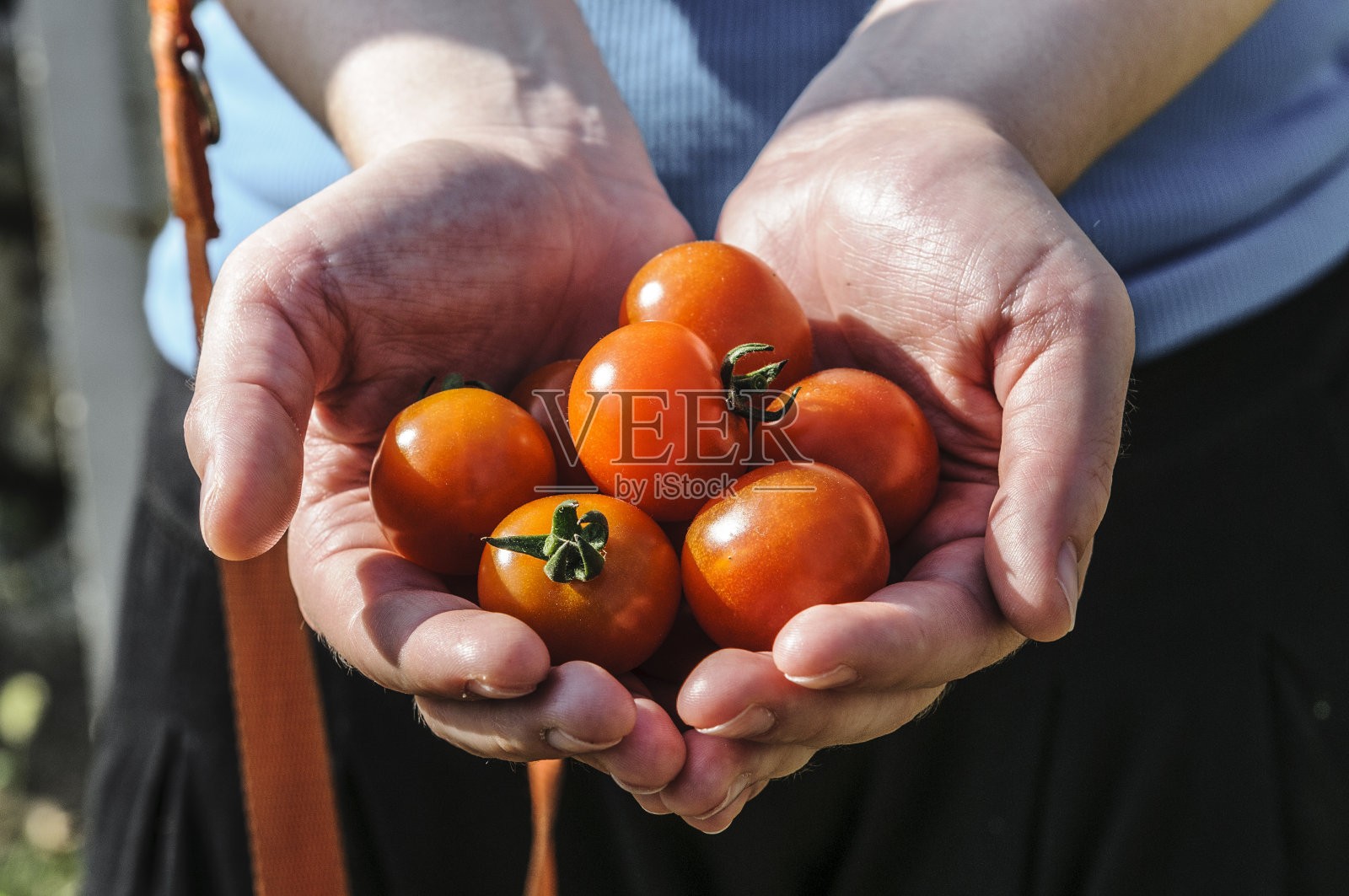番茄收获。农夫的手拿着刚收获的西红柿照片摄影图片
