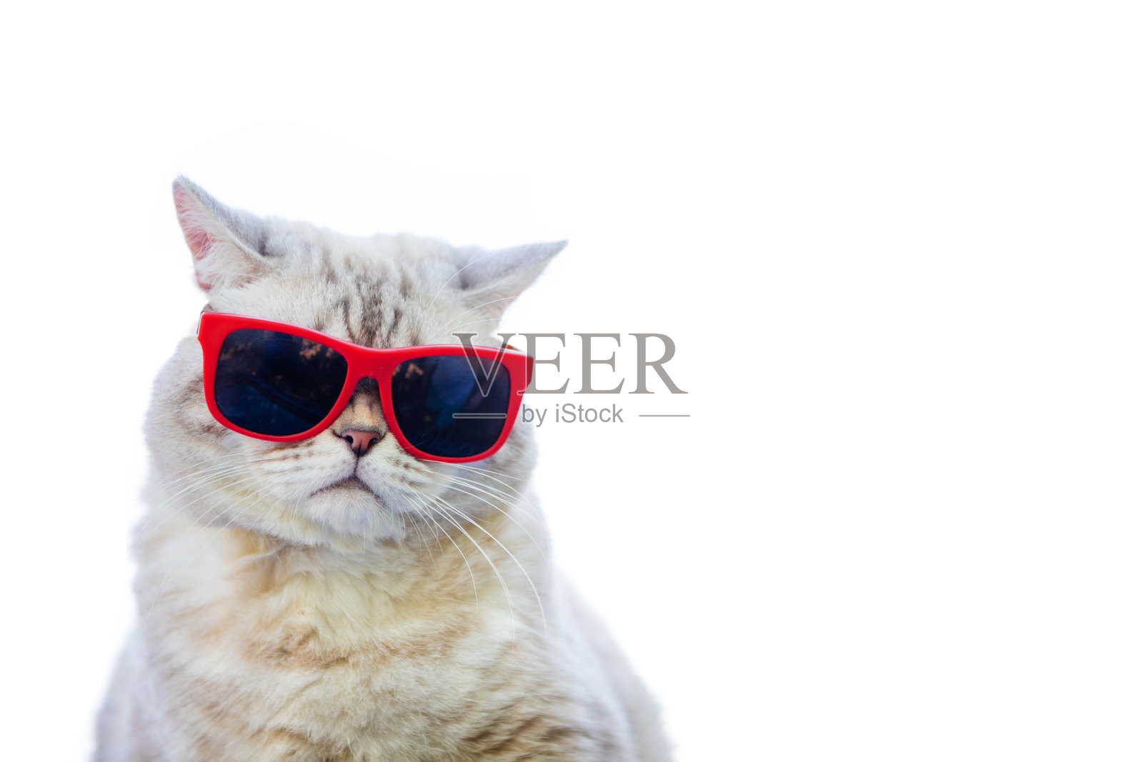 猫的肖像戴着太阳眼镜孤立的白色背景照片摄影图片