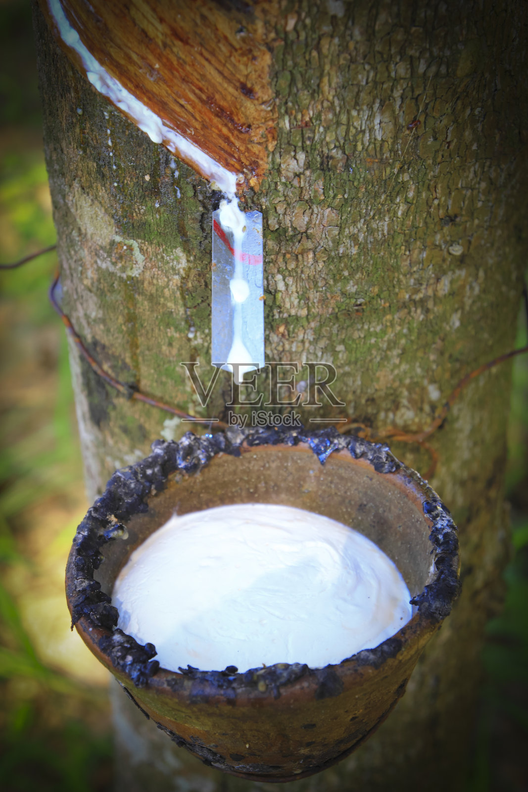 从橡胶树中提取的乳汁照片摄影图片