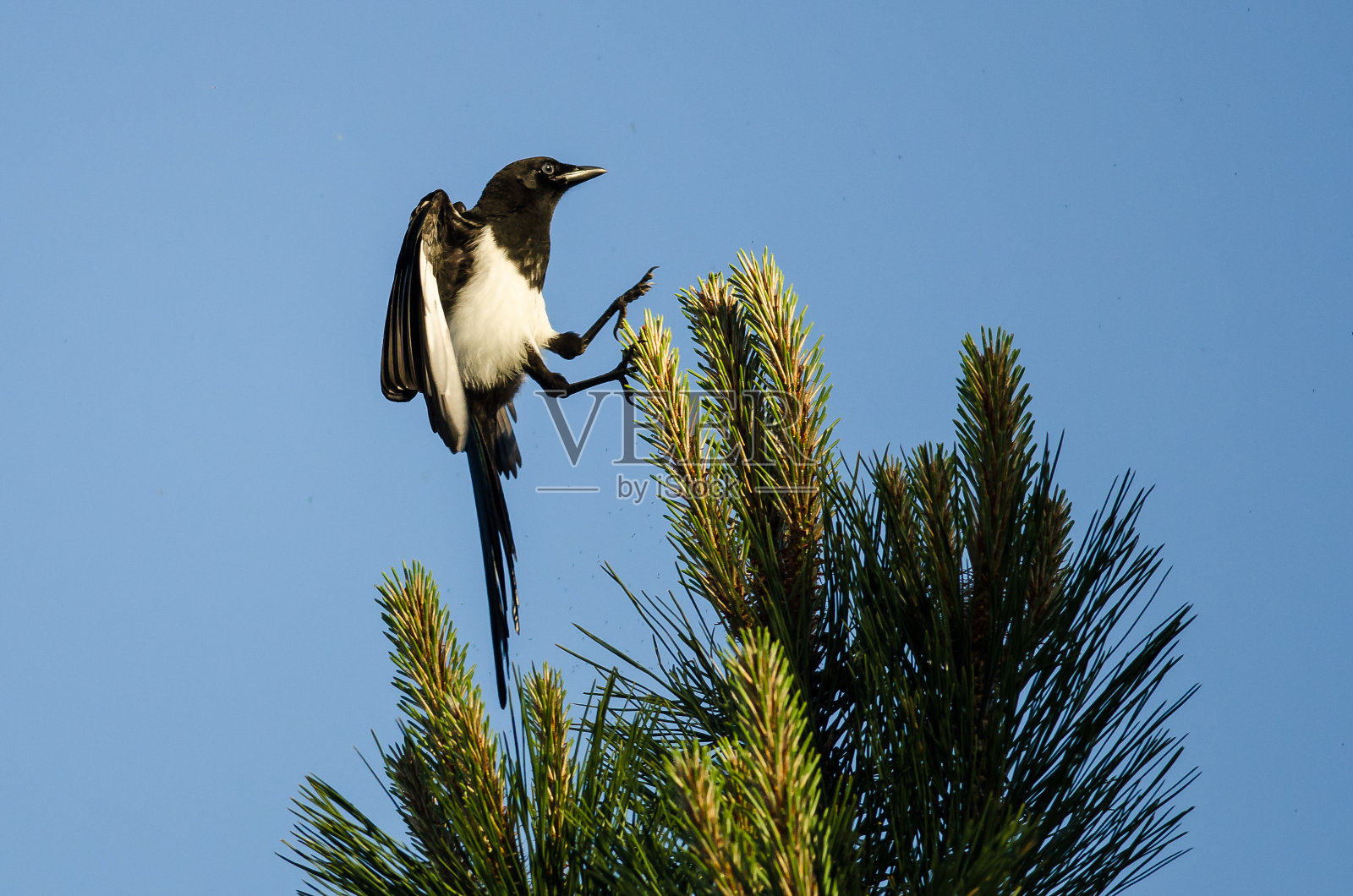 黑嘴喜鹊在一棵常青树上高高地降落，双脚伸着照片摄影图片