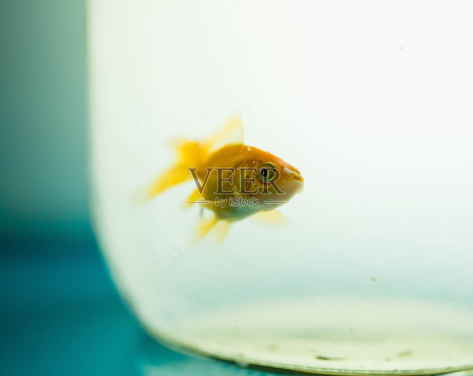金鱼在鱼缸照片摄影图片
