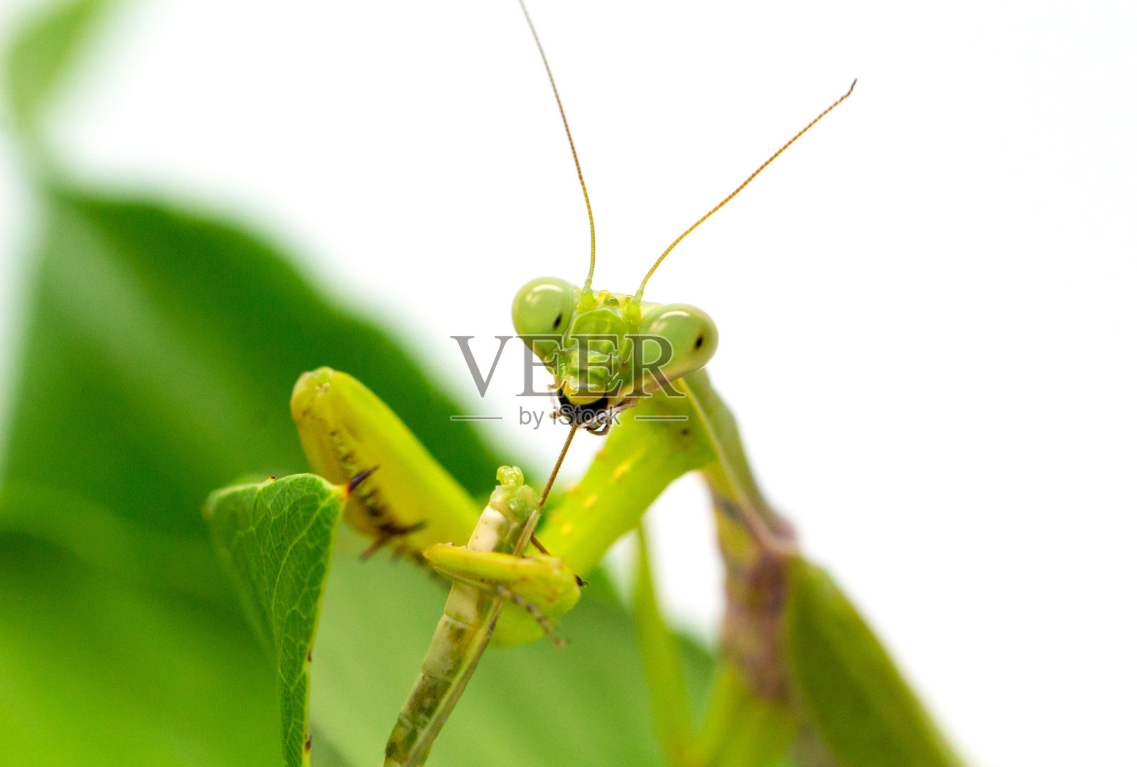 绿螳螂抓虫子吃。白底绿叶上的螳螂。照片摄影图片