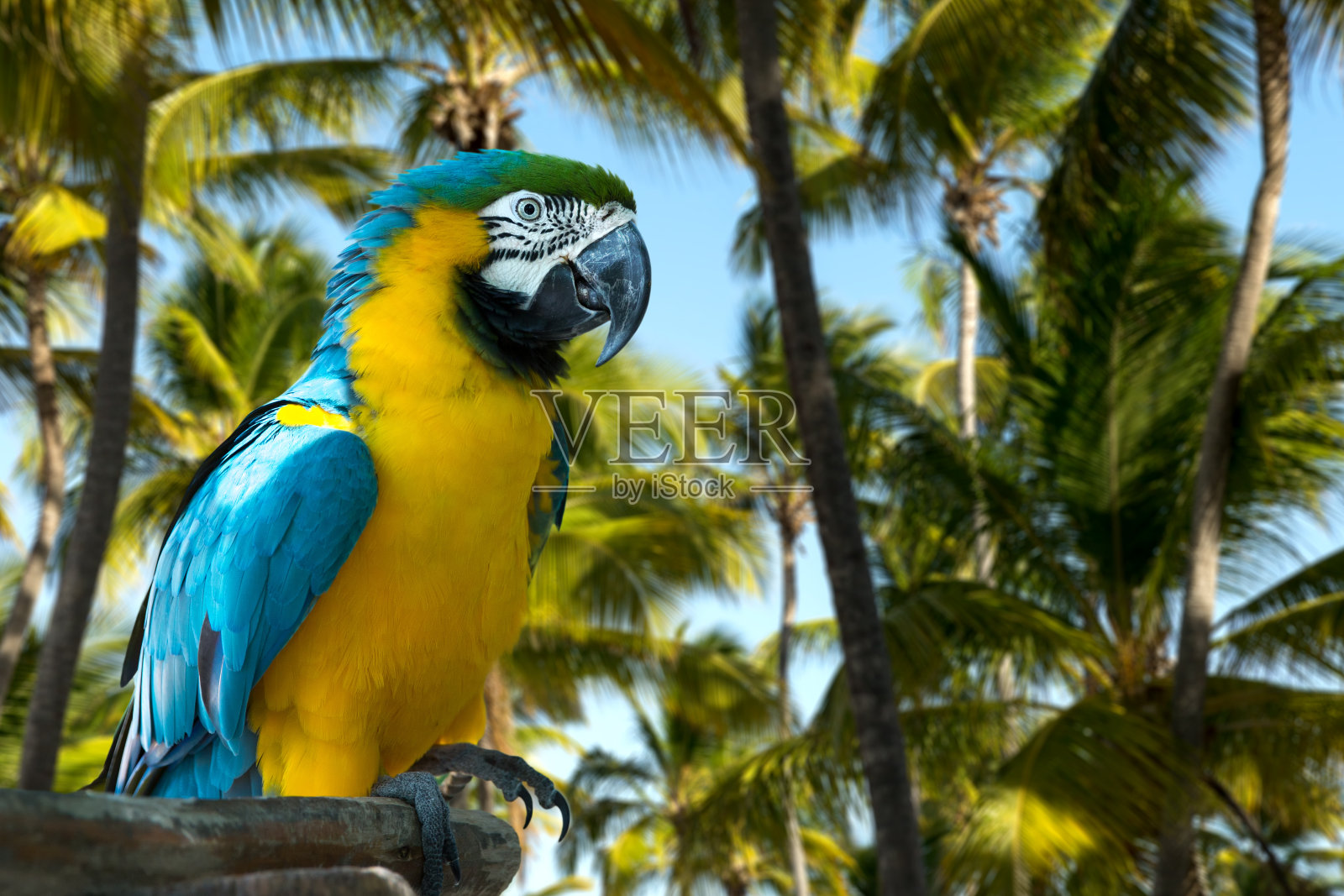 蓝色和黄色金刚鹦鹉的自然照片摄影图片