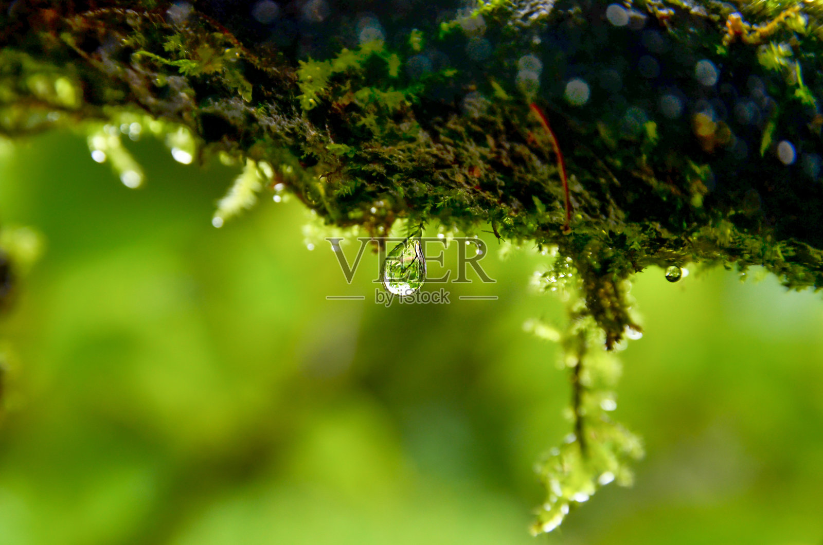 苔藓和水滴在野外照片摄影图片