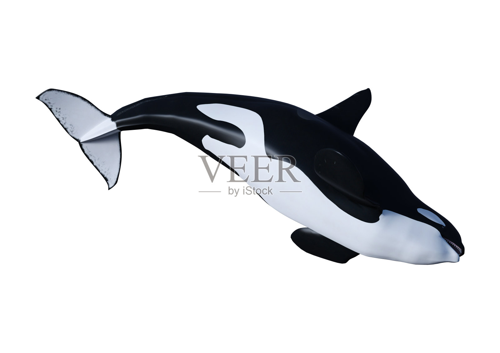 3D渲染虎鲸或虎鲸在白色照片摄影图片
