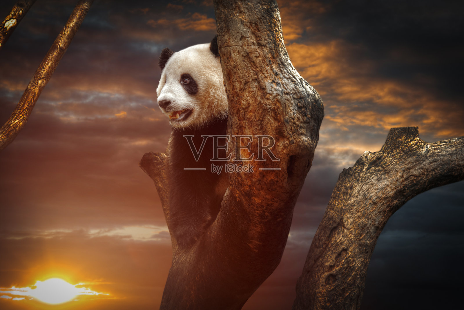 大的熊猫照片摄影图片