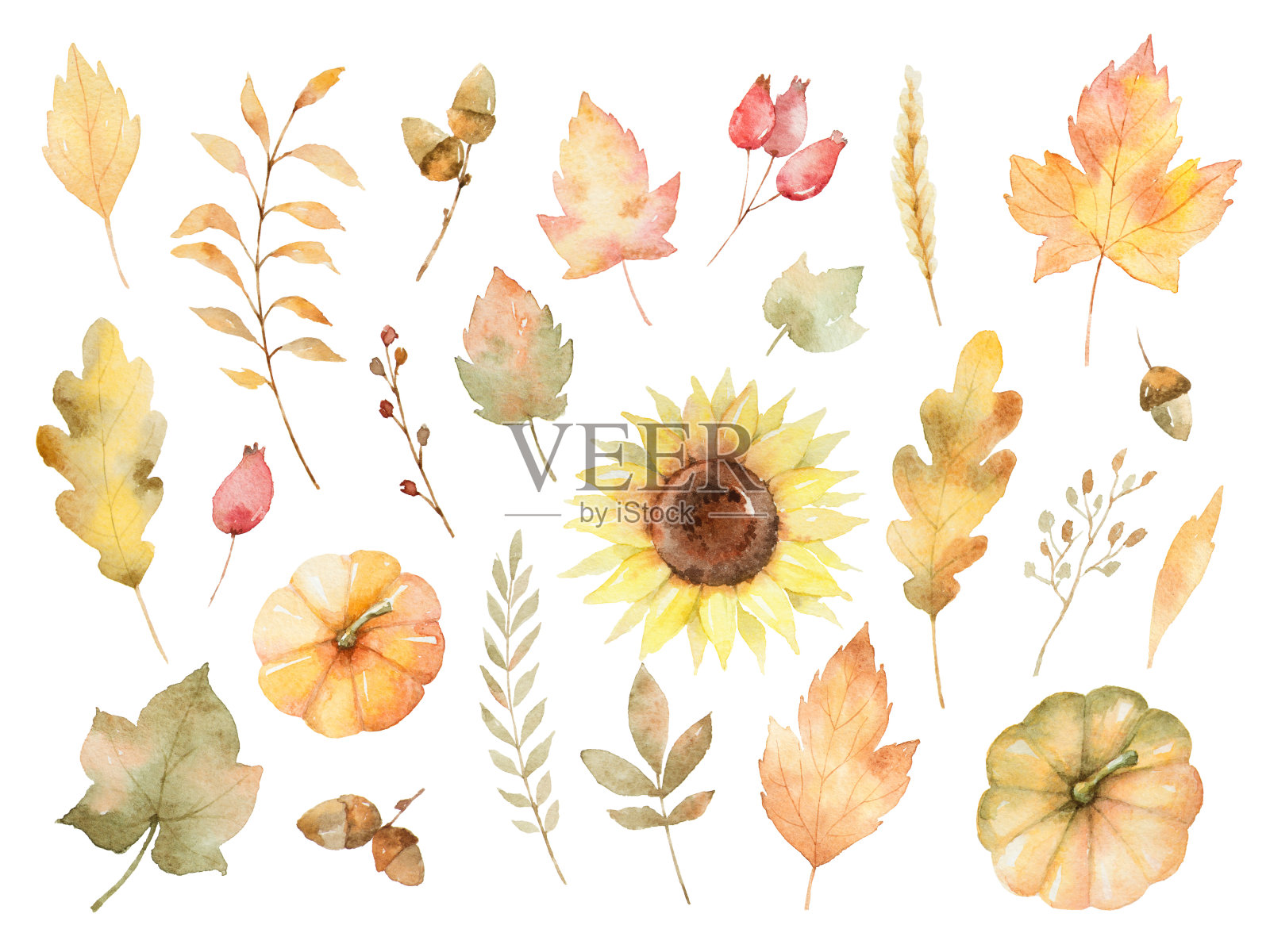 水彩秋天的叶子，树枝，花和南瓜孤立在白色的背景。插画图片素材