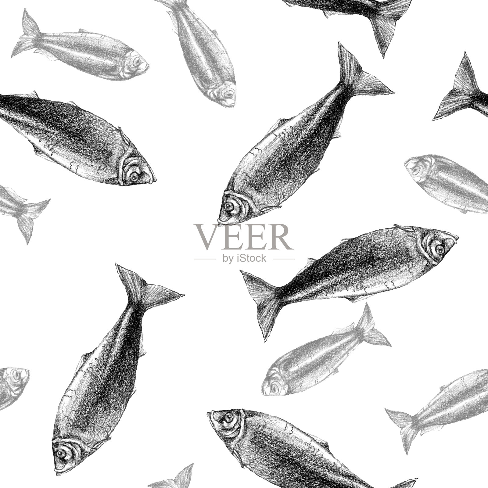 用铅笔画黑白，鱼鲱鱼插画图片素材