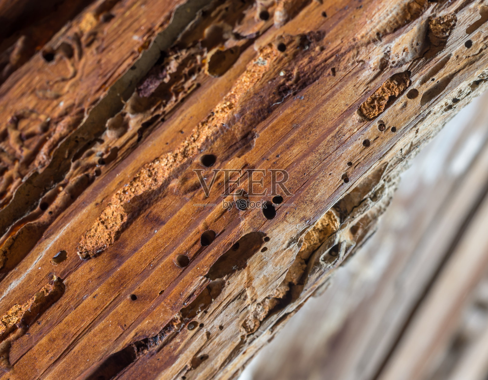 受木蛀虫影响的旧木梁。以木材为食的幼虫种类甲虫照片摄影图片