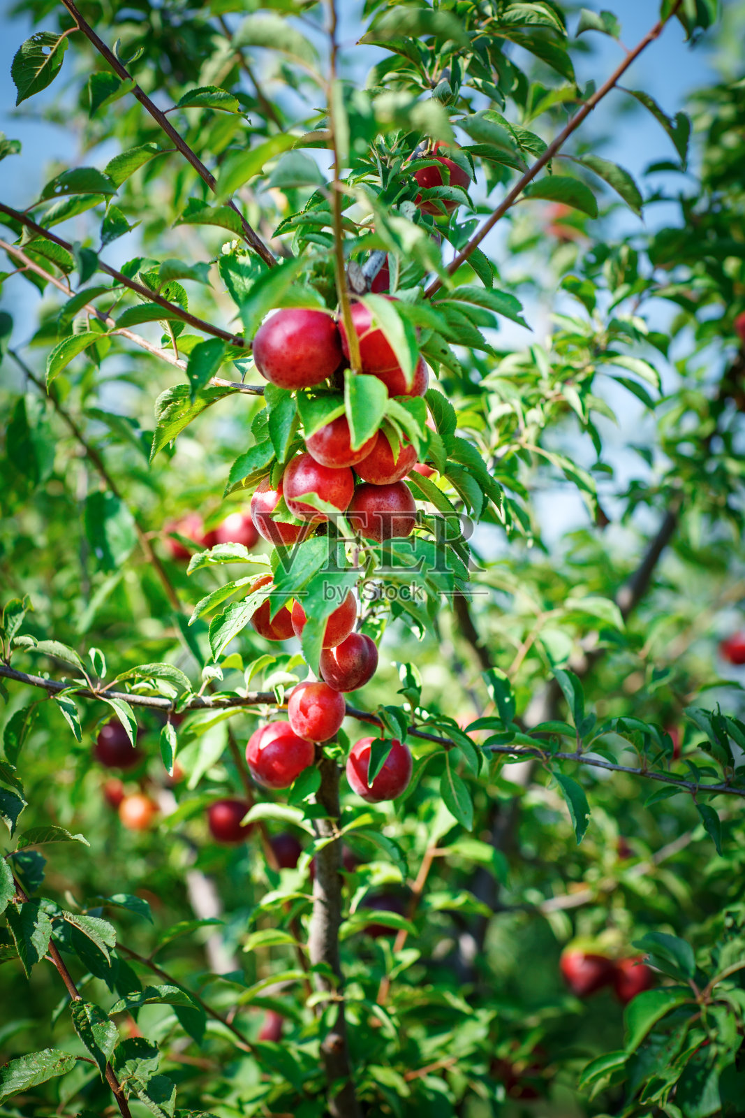树上有新鲜的有机油桃。成熟油桃照片摄影图片