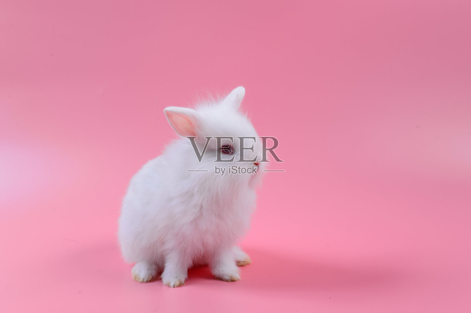 白色毛茸茸的兔子在粉红色的背景，故事为花花公子，兔子可以一直繁殖。照片摄影图片