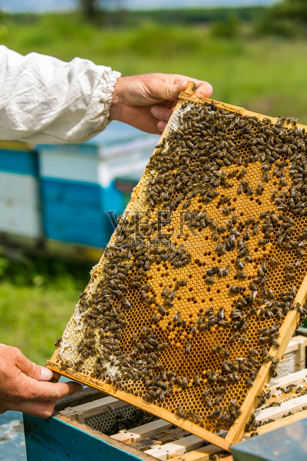 养蜂人在起作用。蜜蜂在蜂巢。蜂箱的框架照片摄影图片