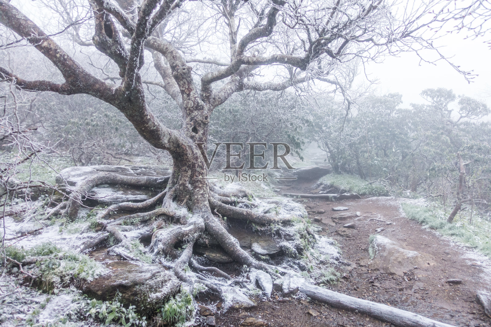 崎岖可怕的冬天结霜的树照片摄影图片