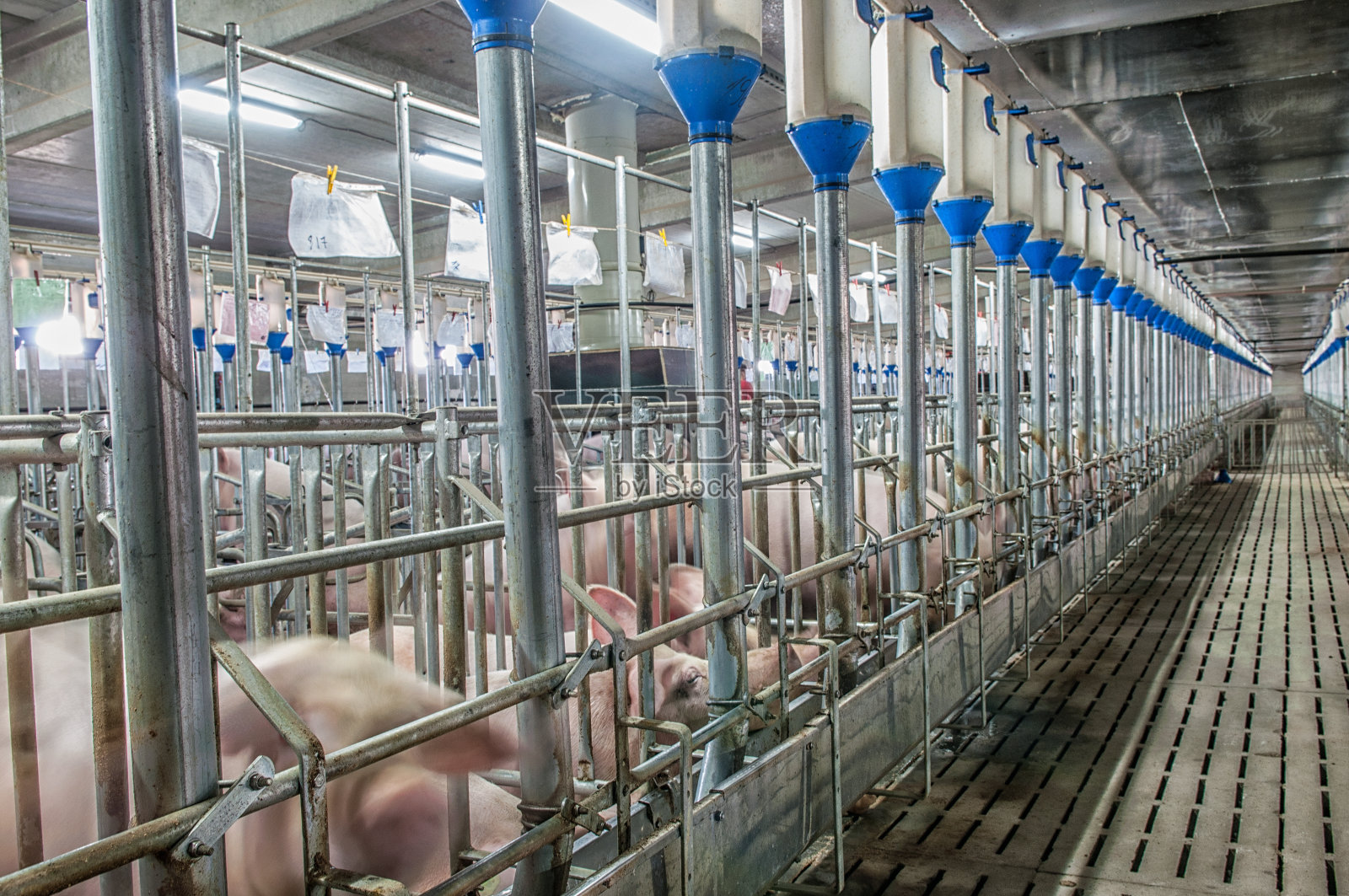 在特别的摊位上有非常大的猪的猪肉工厂照片摄影图片