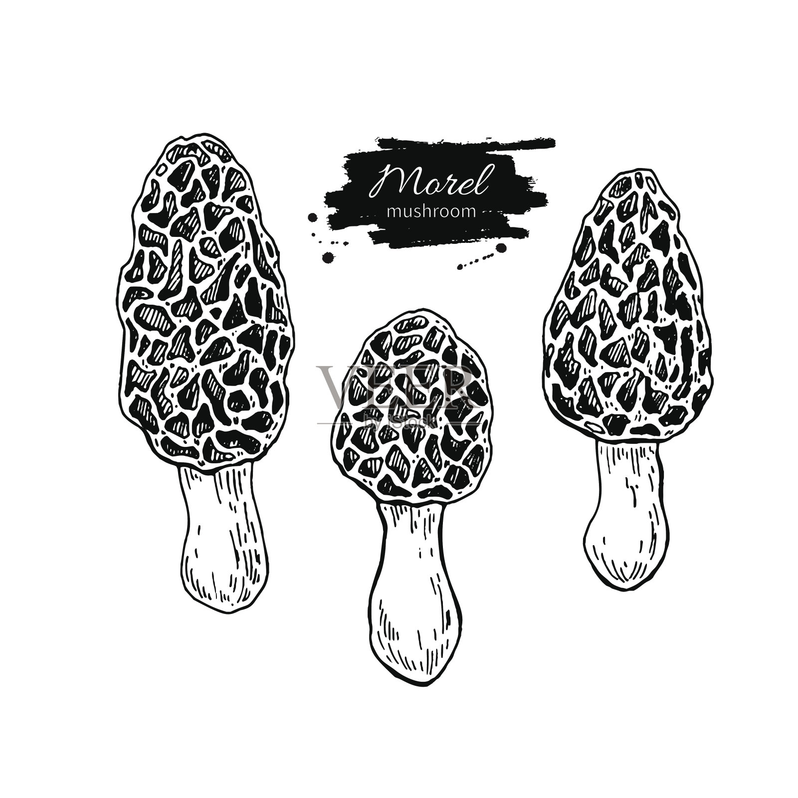 莫雷尔蘑菇手绘矢量插图集。食品d草图设计元素图片