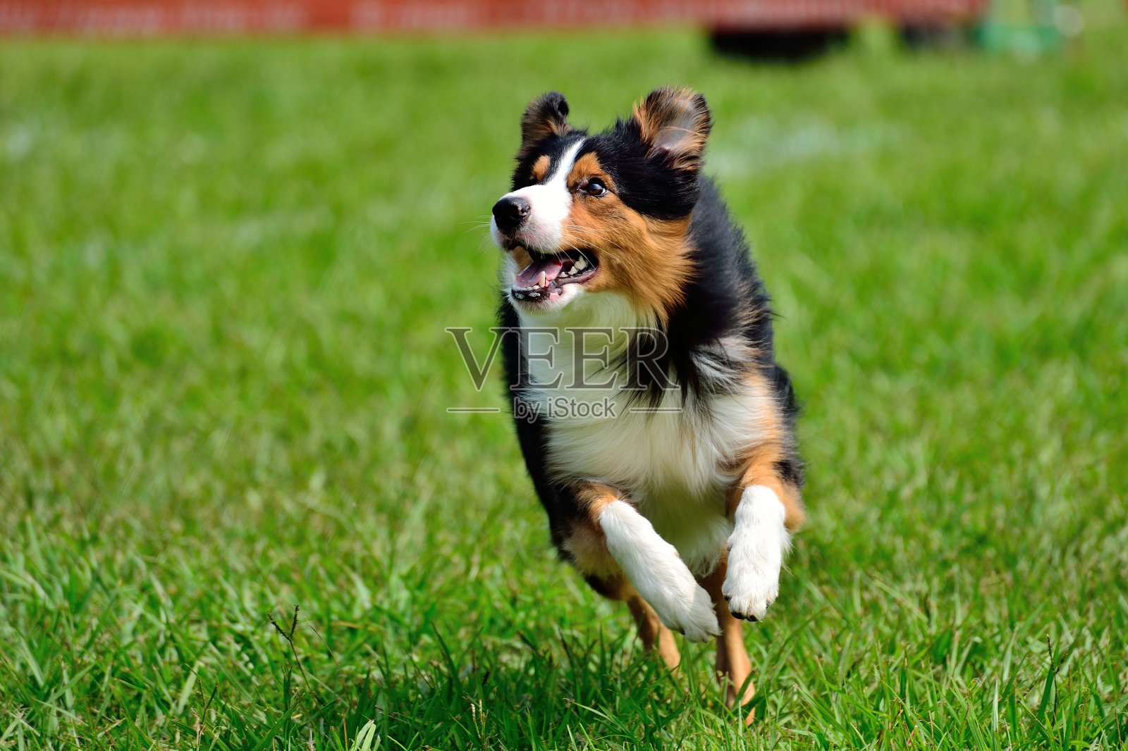 快乐的狗，跑步，玩得开心照片摄影图片