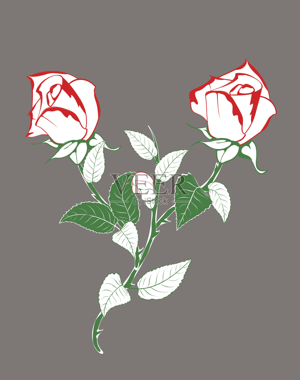 有花蕾的玫瑰花枝插画图片素材