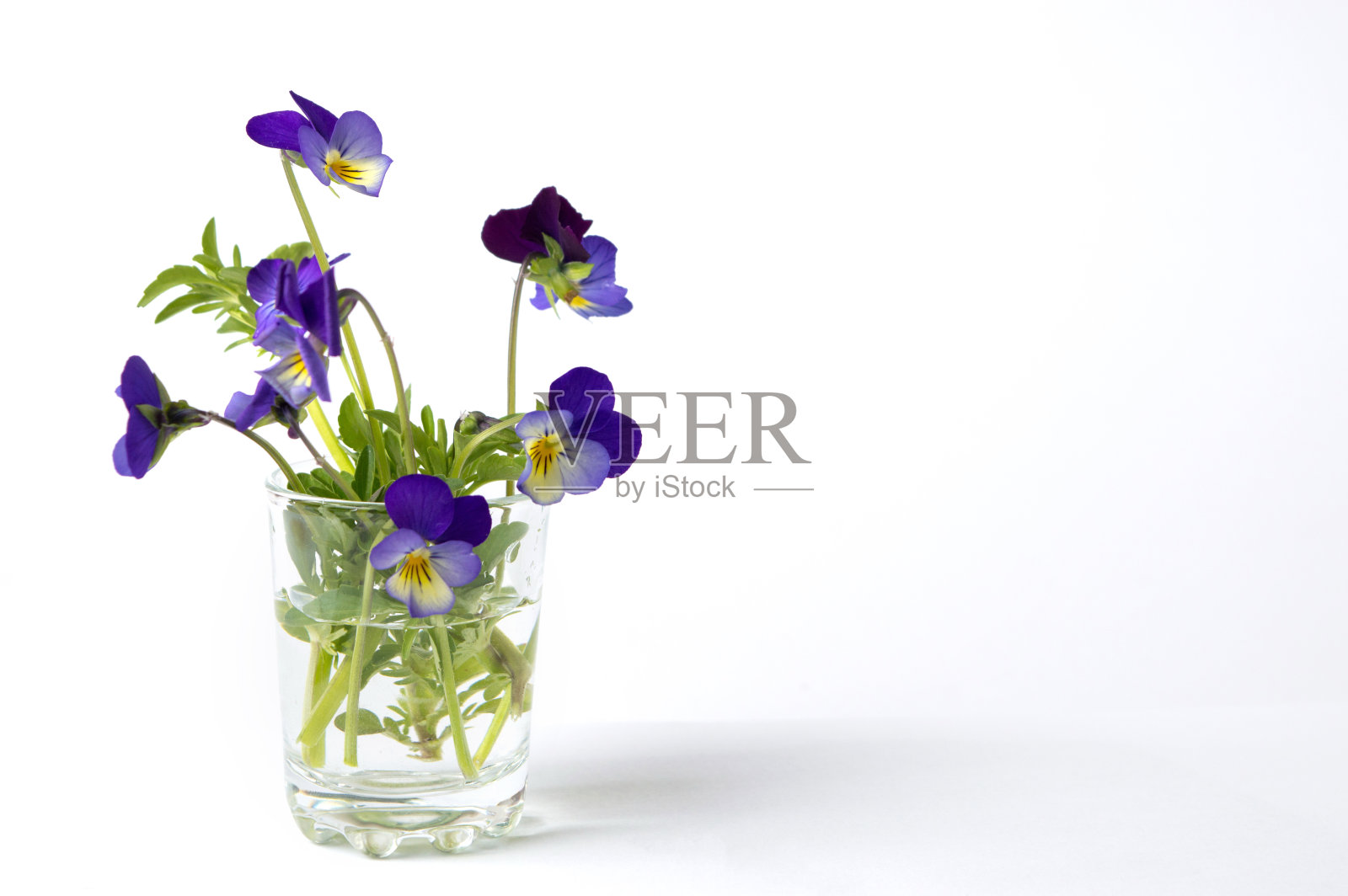 玻璃花瓶里的野堇菜花照片摄影图片