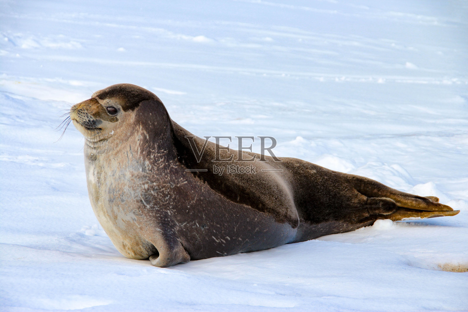 南极洲欺骗岛上的威德尔海豹照片摄影图片