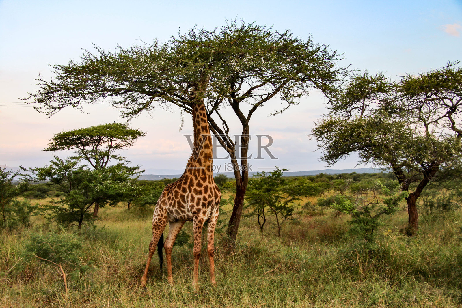 南非克鲁格国家公园的长颈鹿照片摄影图片