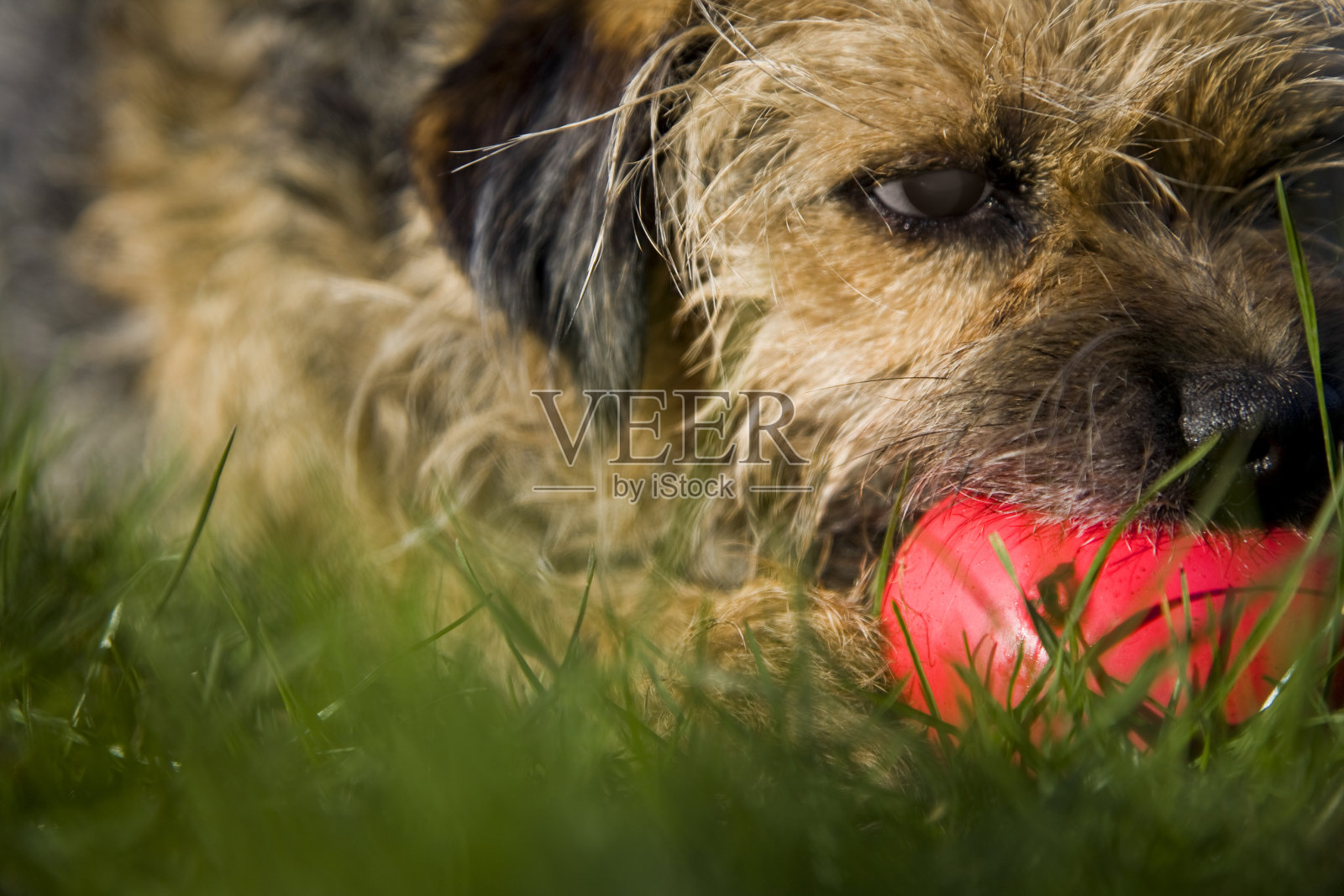 英国边境梗狗玩红球照片摄影图片