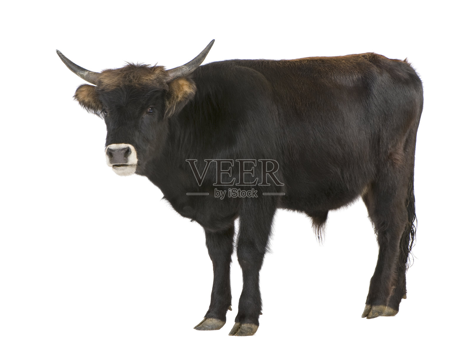 该死的牛-欧洲野牛照片摄影图片