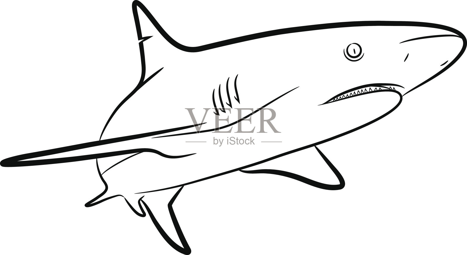 鲨鱼艺术线条插画图片素材
