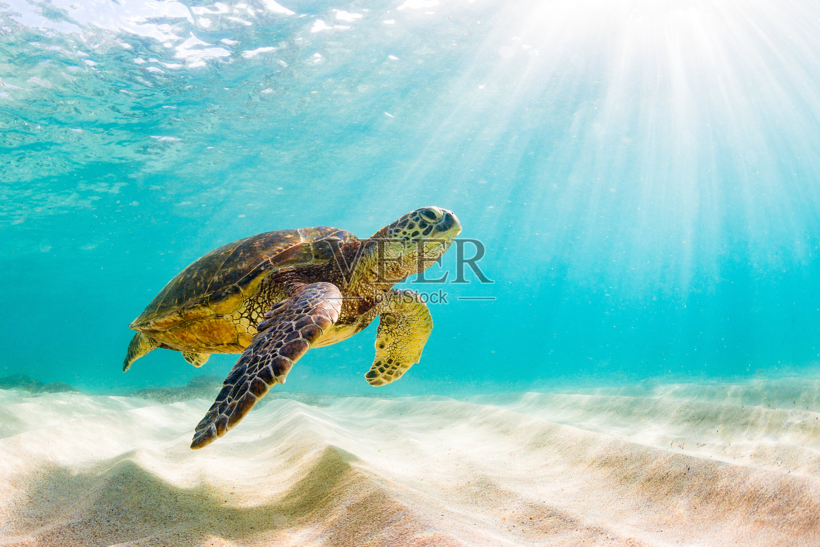 美丽的夏威夷绿海龟照片摄影图片