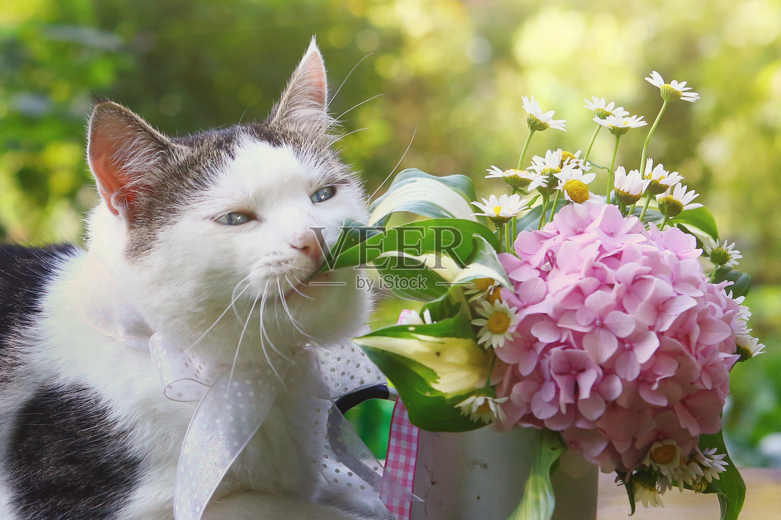 猫嚼着绣球花的明信片照片照片摄影图片