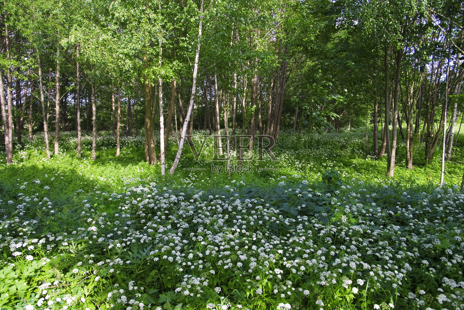 春天的森林，有许多白色的野花照片摄影图片