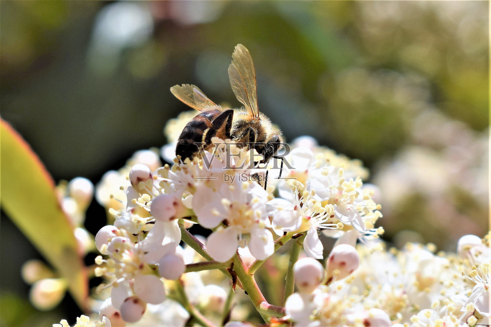 蜜蜂在花朵照片摄影图片