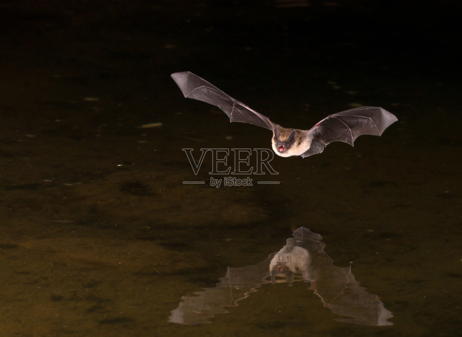 黑暗中飞翔的蝙蝠照片摄影图片