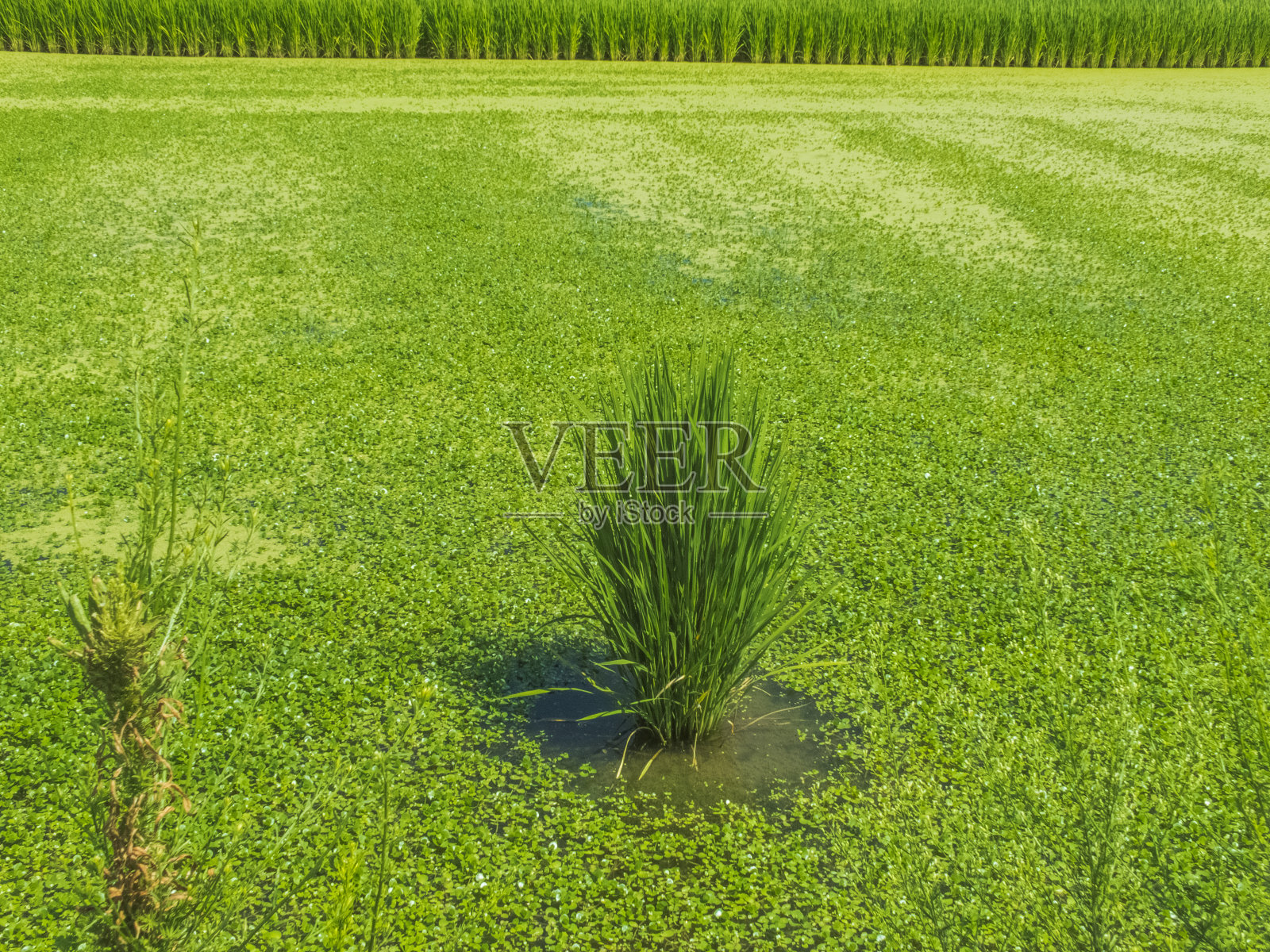 水稻在绿色的杂草田照片摄影图片