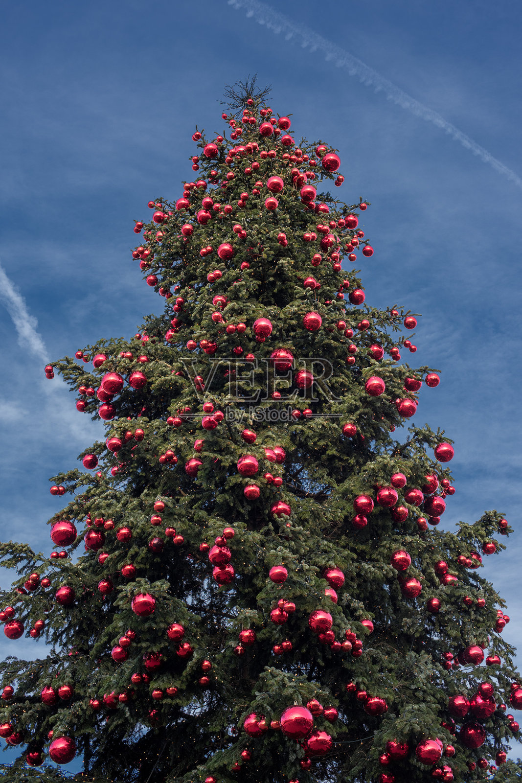 蓝色天空背景上的大圣诞树照片摄影图片