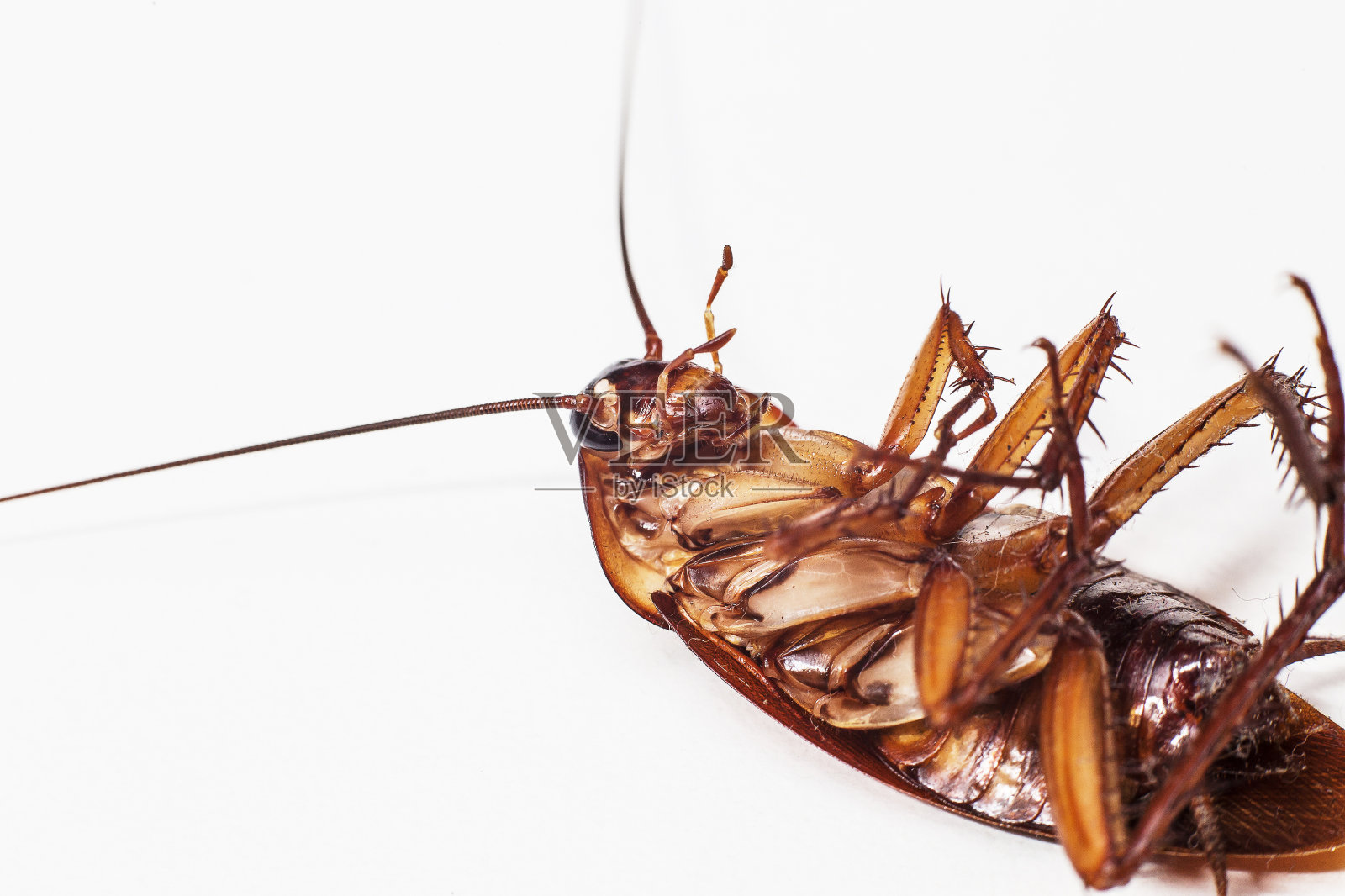 蟑螂棕色和白色的背景照片摄影图片