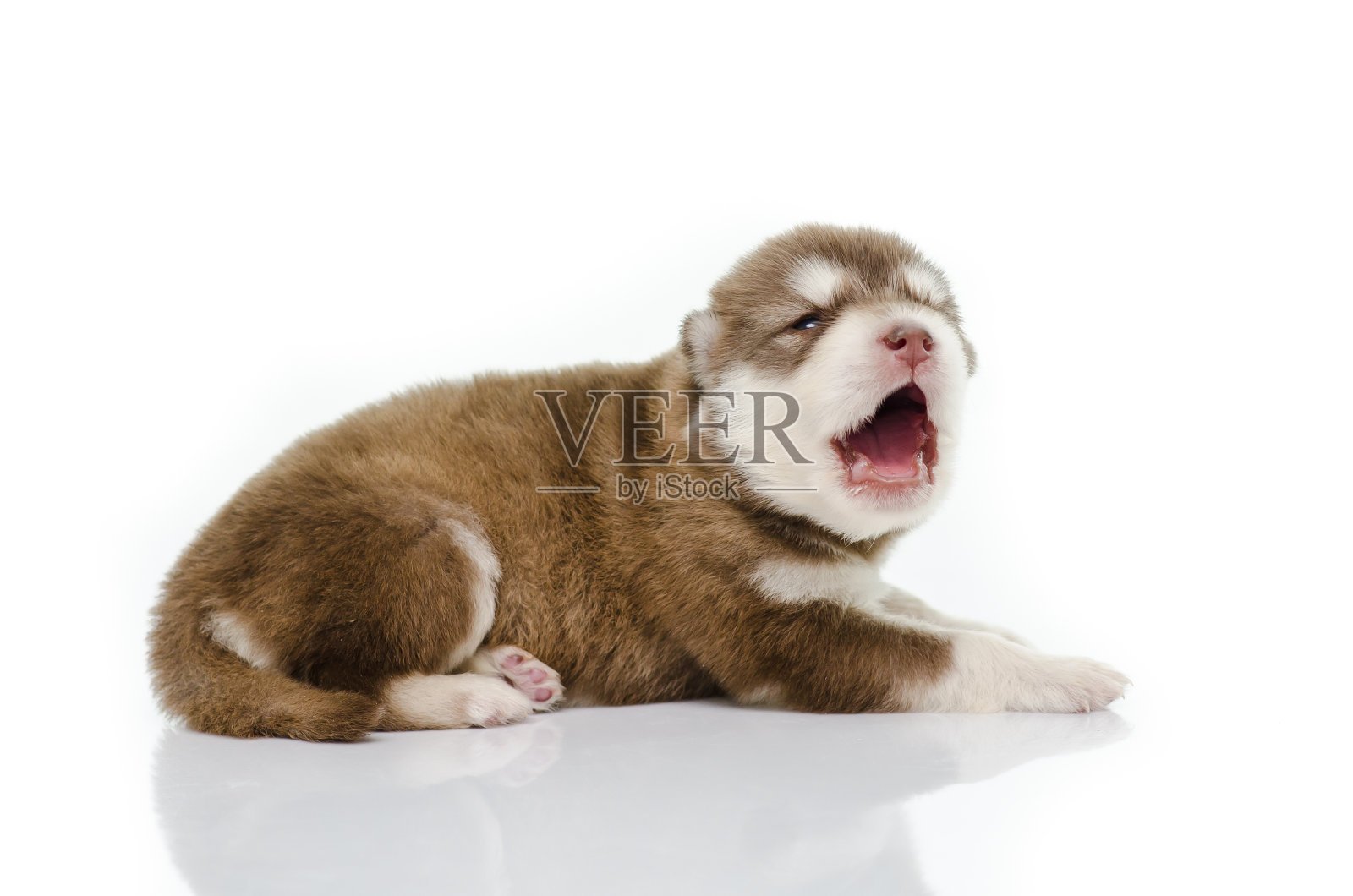 可爱的小狗西伯利亚哈士奇嚎叫照片摄影图片