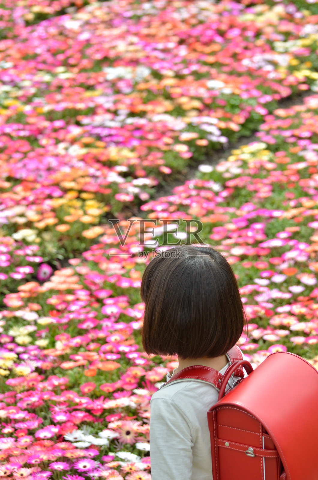 花畑に立つ女の子（ランドセル、後姿）照片摄影图片