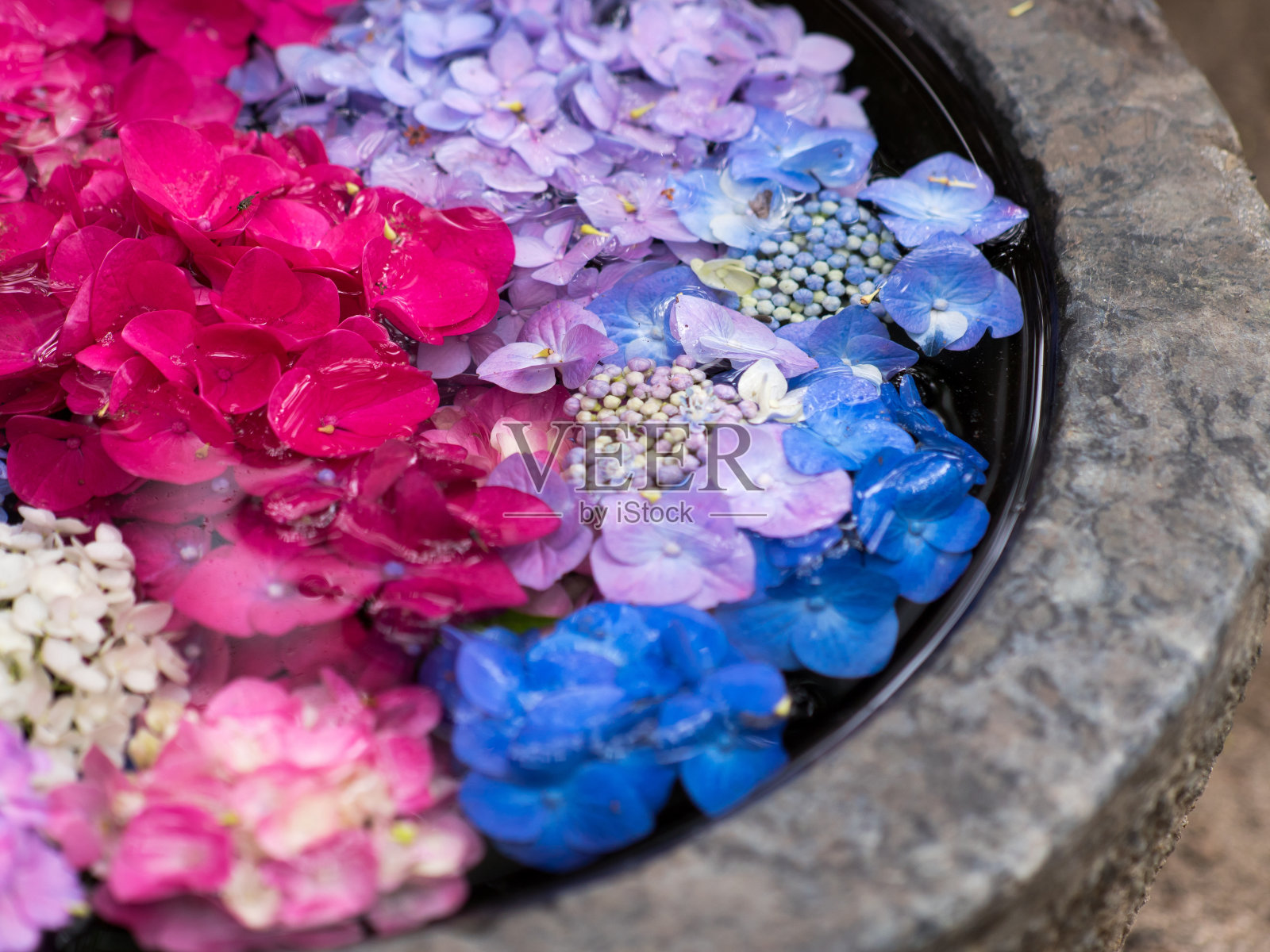 绣球花的花瓣漂浮在水面上。日本风格的插花石基。照片摄影图片