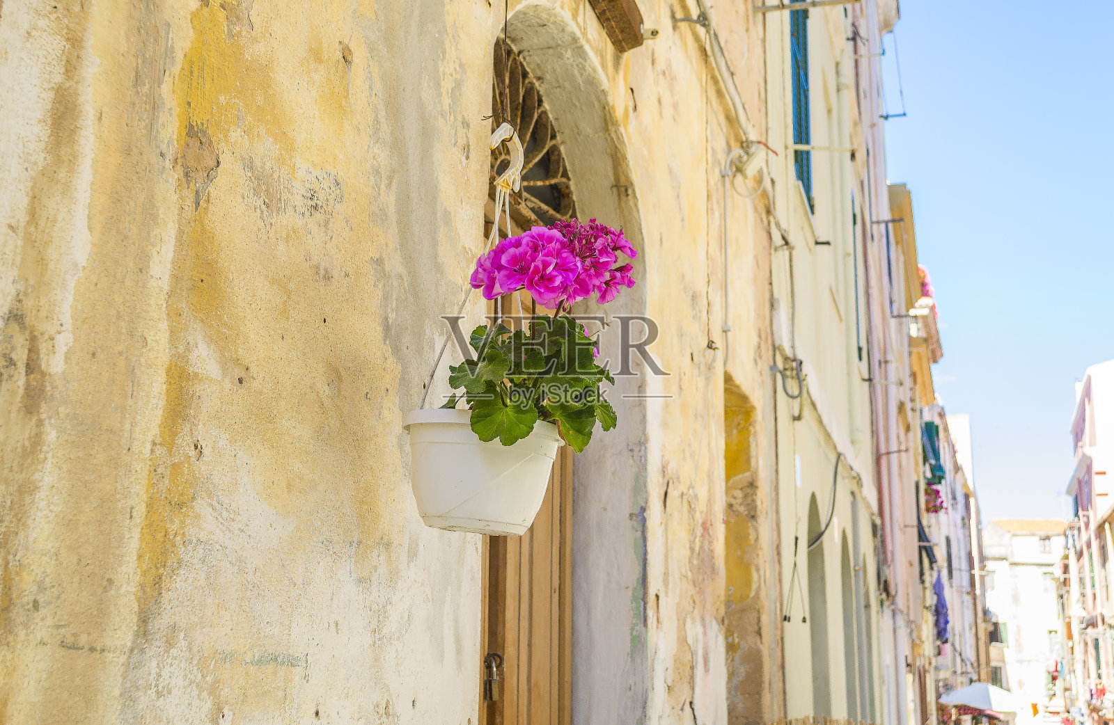 靠近的粉红色天竺葵在阿尔盖罗(撒丁岛，意大利)。照片摄影图片