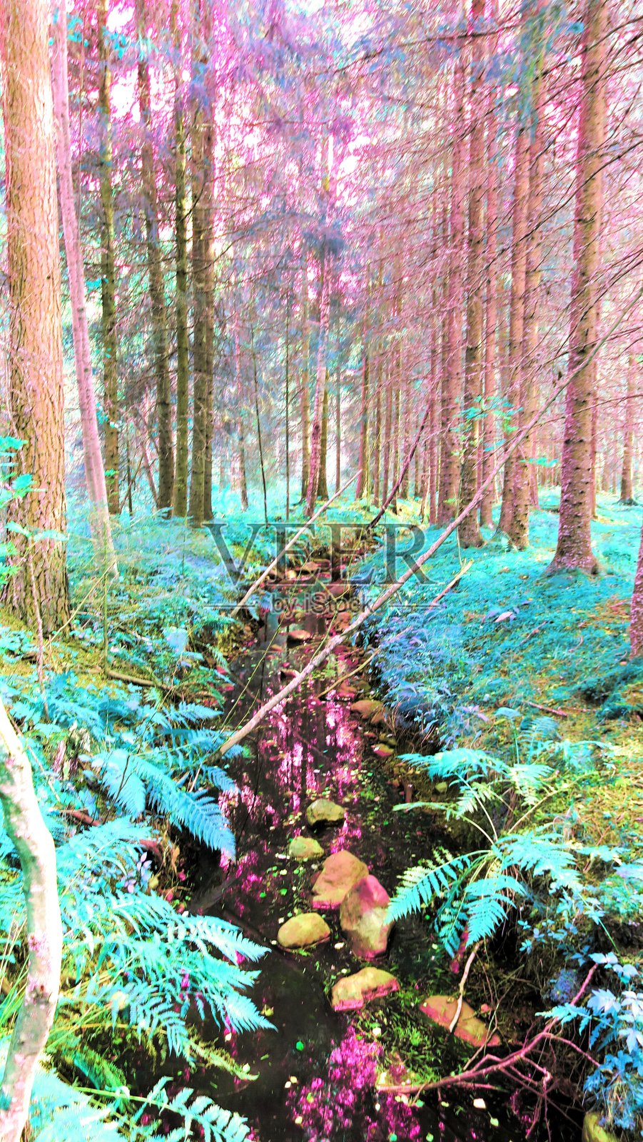 迷幻森林与溪流。照片摄影图片