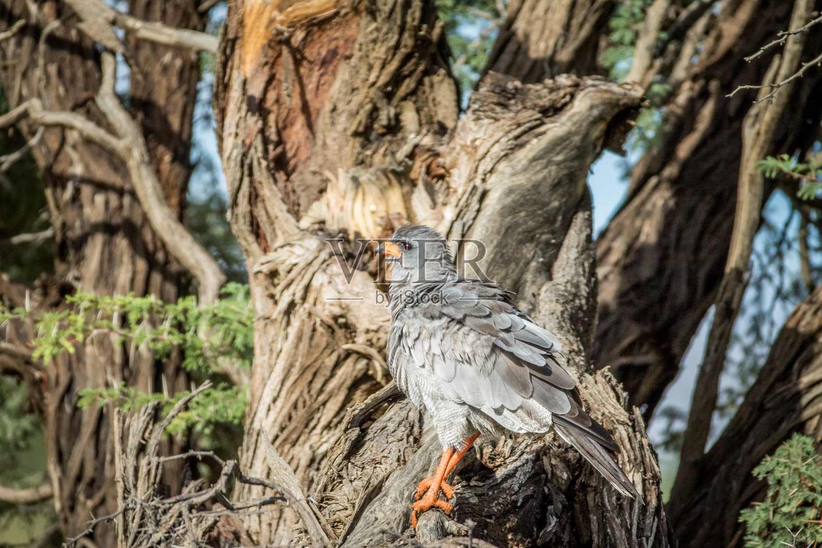 一只苍鹰在树枝上唱着苍白的歌。照片摄影图片