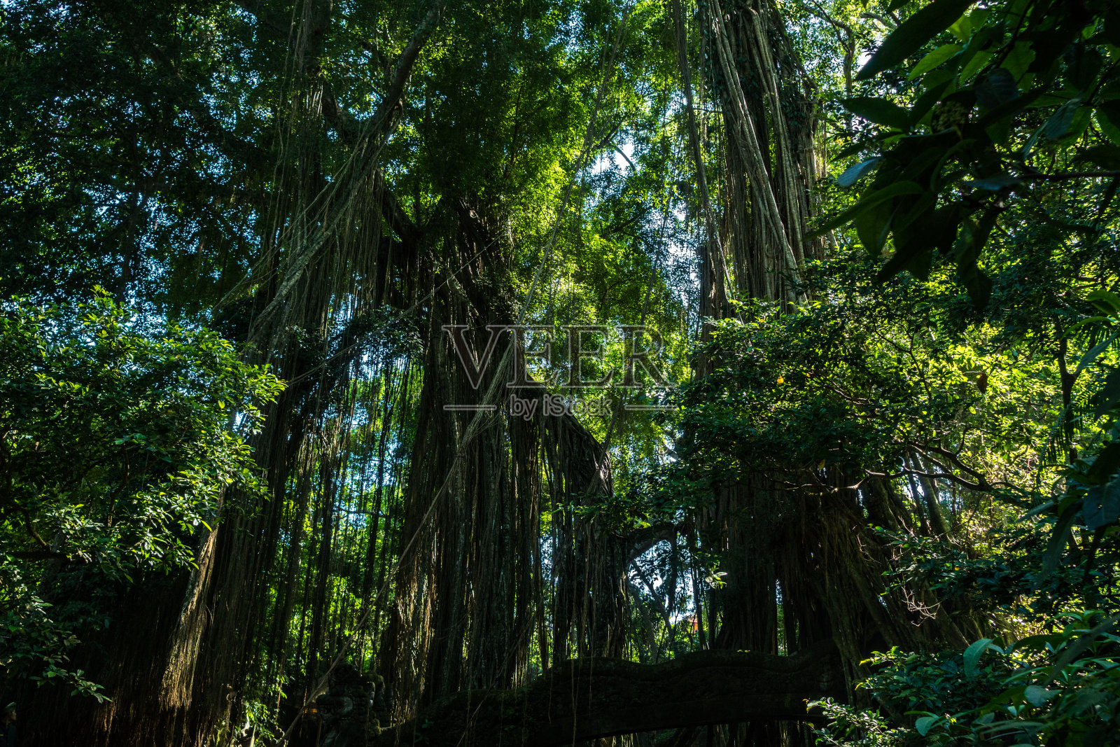 印度尼西亚巴厘岛乌布的森林照片摄影图片