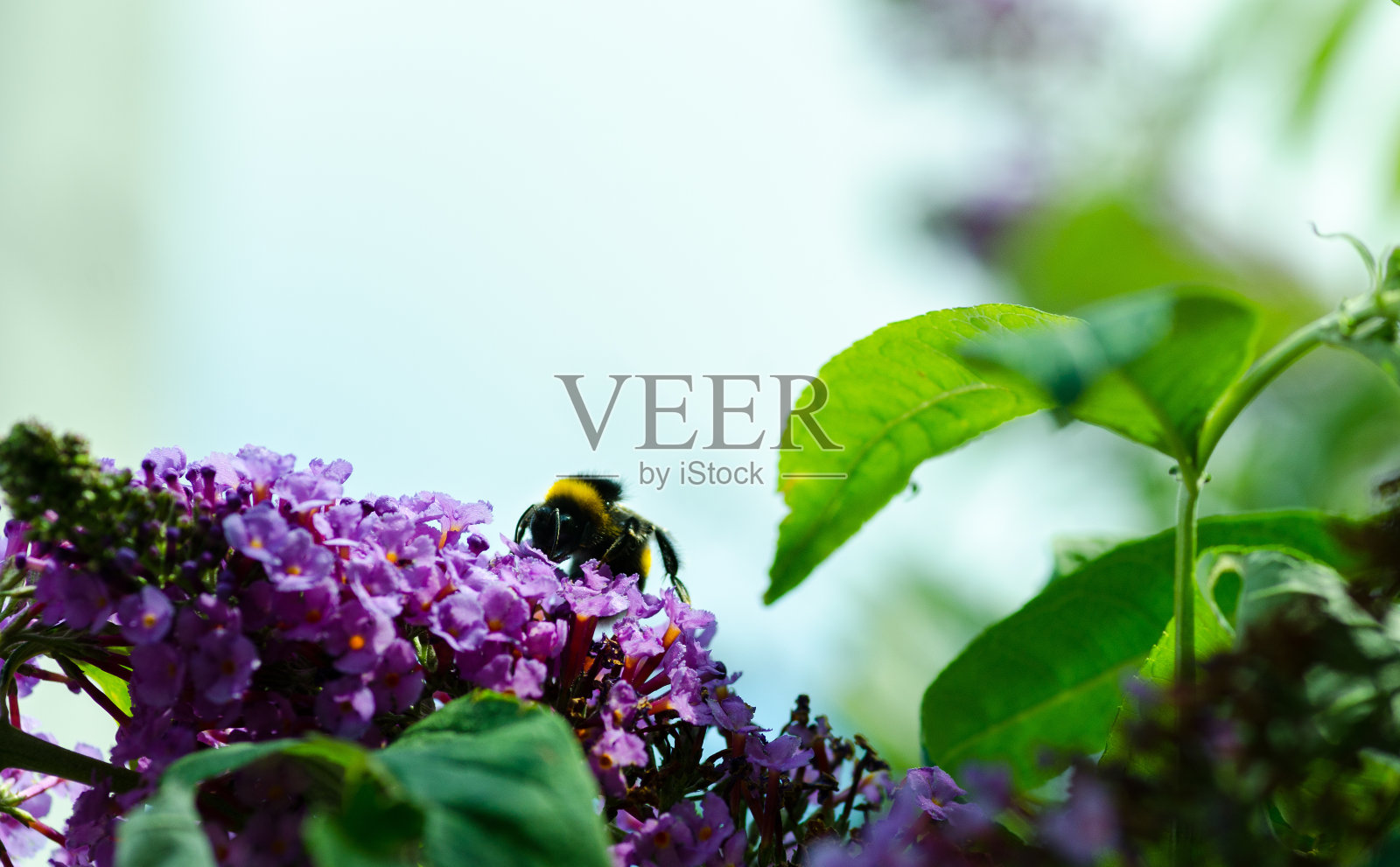 大雄蜂在丁香花上。无人机蜜蜂靠近。有选择性的重点。照片摄影图片