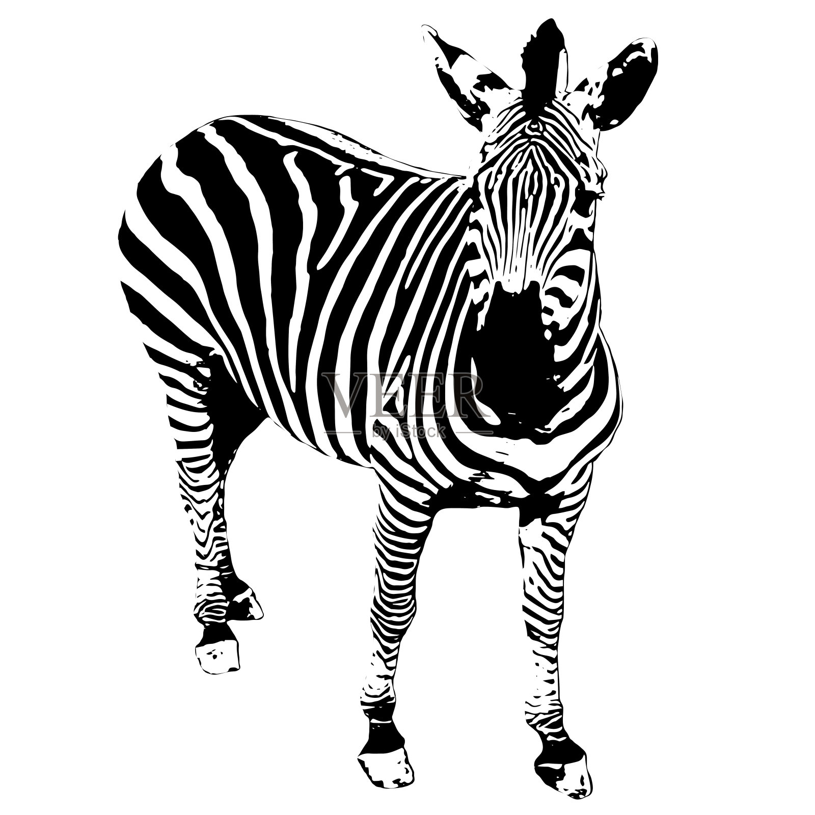 野生非洲斑马插图在白色的背景设计元素图片