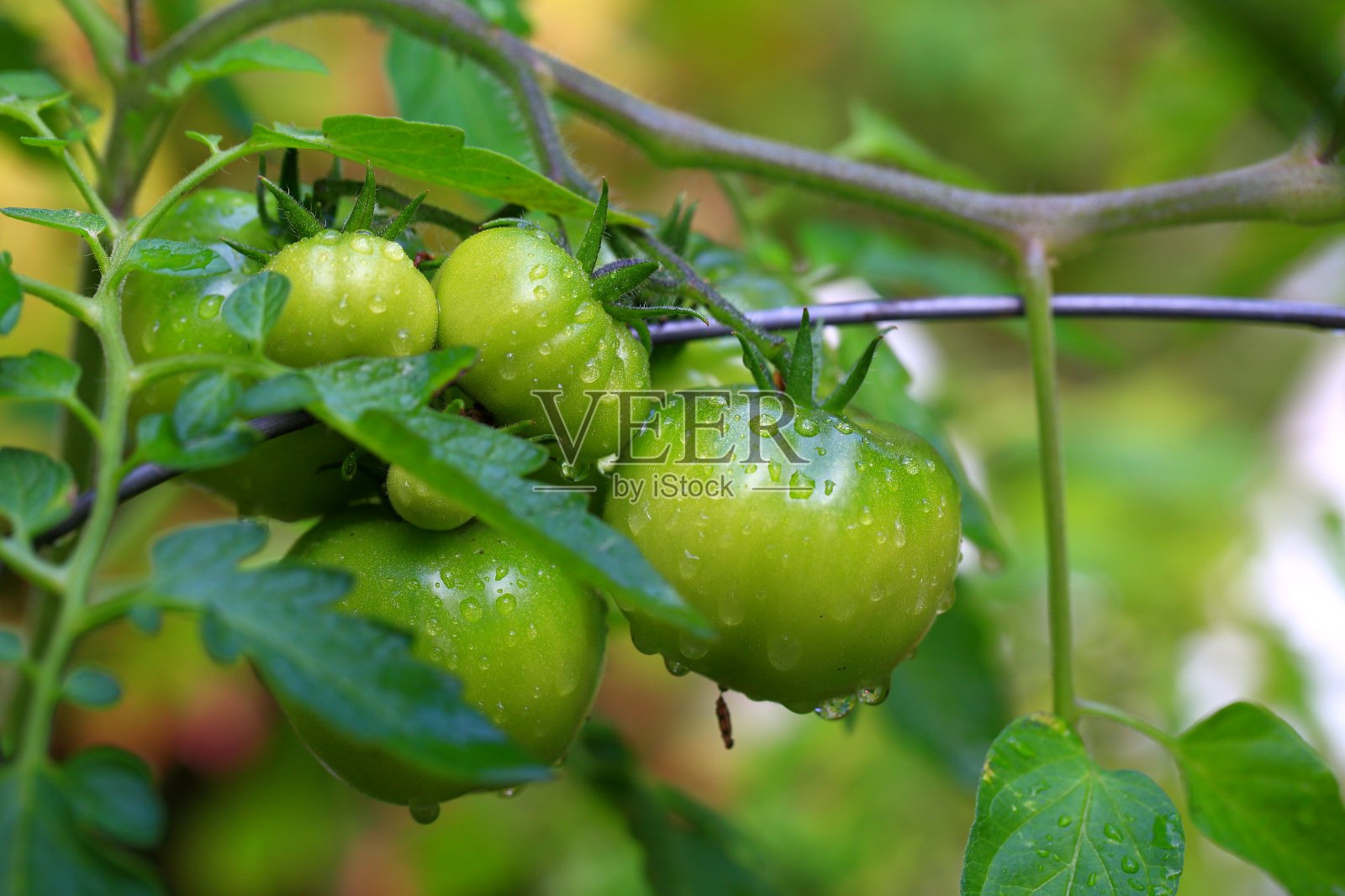 有机绿色番茄开始成熟到红色照片摄影图片