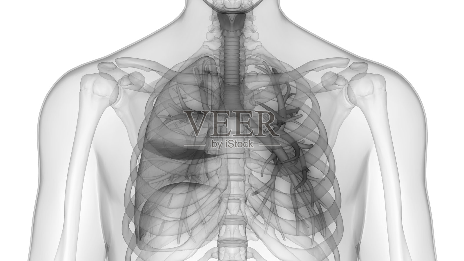 人体肺内部解剖(喉、气管、细支气管)照片摄影图片