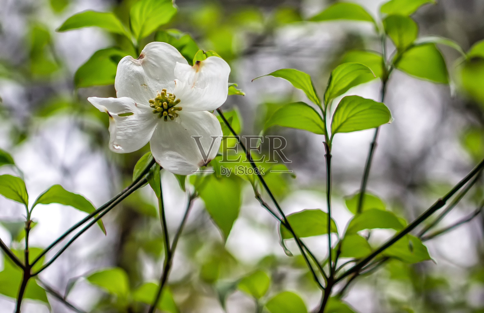 白色的山茱萸花照片摄影图片