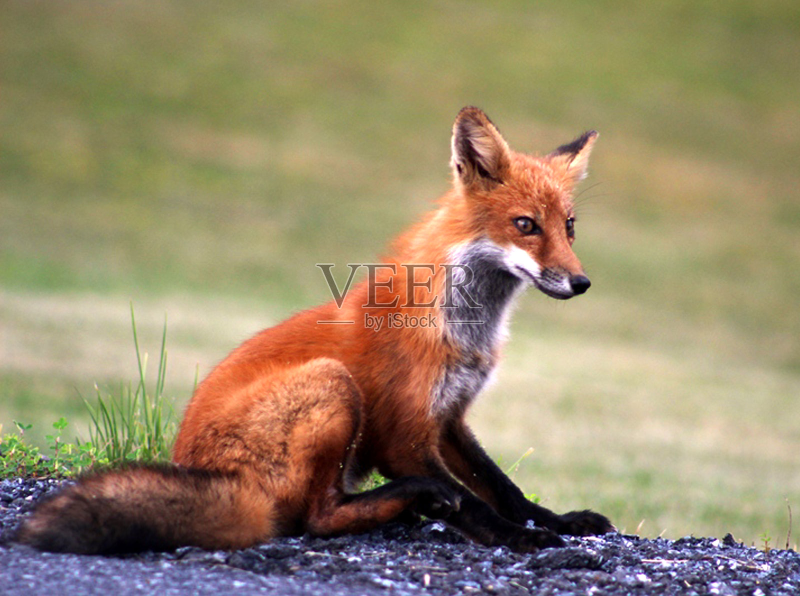 Beautiful Fox照片摄影图片