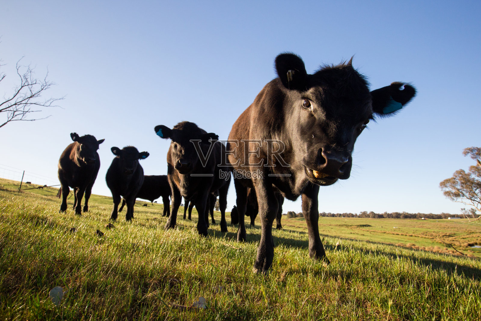 早晨的阳光照在一群吃草的牛身上照片摄影图片