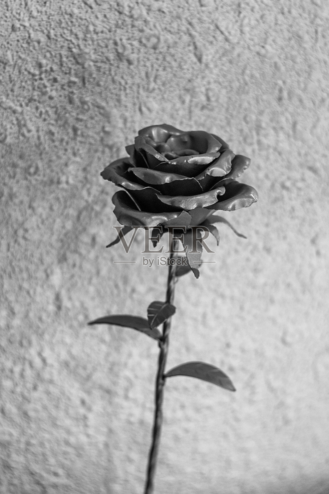 银色金属玫瑰在灰色粗糙的背景，黑白照片照片摄影图片